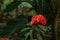 Black Swallow Tail Butterfly on Ixora flower West Indian Jasmine