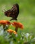 Black swallow tail butterfly sitting on Marigold