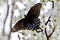 Black swallowtail