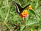 Black Swallowtail butterfly
