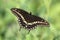 Black Swallowtail Butterfly