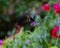 Black swallowtail butterfly, American swallowtail butterfly, parsnip swallowtail on purple flower with green nature background