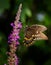A black swallowtail butterfly balances delicately on a heather calluna flower