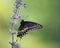 Black Swallowtail butterfly on blue salvia flowers