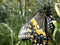 Black Swallowtail Butterfly (Close-up Macro)
