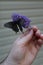 Black swallowtail butterfly enjoying nectar 2