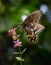 A black swallowtail butterfly feeds on a  heather calluna flower