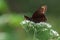 Black Swallowtail butterfly on a flower.