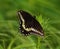 Black swallowtail butterfly lands on wild grass