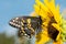 Black Swallowtail butterfly on a native wild Sunflower