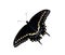 Black Swallowtail butterfly (Papilio polyxenes)