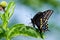 Black Swallowtail butterfly (Papilio polyxenes)