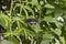 Black Swallowtail Butterfly perched on a leaf. Also known as the American Swallowtail and Parsnip Swallowtail.