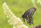 Black Swallowtail butterfly pollinating a white Buddleia flower