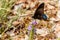 Black Swallowtail Butterfly Resting on a Purple Verbana