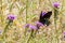 Black Swallowtail Butterfly Resting on a Purple Verbana