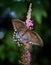 A black swallowtail butterfly trades pollen for nectar from a  heather calluna flower