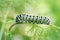 Black Swallowtail Caterpillar