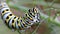 Black Swallowtail Caterpillar Eating Dill