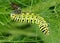 Black Swallowtail caterpillars, Papilio polyxenes