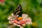 Black Swallowtail feeding intently on pink zinnia flower