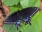 Black swallowtail on leaf