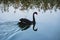 Black swam swimming on a lake, reflexion in the water, Old Summer Palace, Beijing