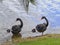 Black Swan 02
