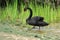 A black swan