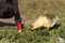 Black Swan adult and chick