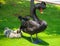 Black Swan bird with babys on a park