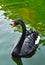 Black swan bird with white flight feathers