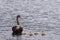 Black swan carries two cygnets on her back in Derwent River