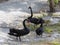 black swan close up gorup of three standing at at lake in Roturua, New Zealand