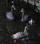 Black swan couple with youngster  in still water of a pond