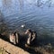 A black swan couples and cygnet swimming the lake at Western Spring Lakeside Park.