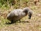 Black Swan Cygnet