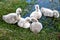 Black swan cygnets on a pond