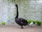 Black swan / Cygnus atratus