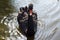 Black swan Cygnus atratus floats on water on a sunny day.