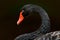 Black swan, Cygnus atratus, large waterbird from Australia. Wildlife scene from nature. Detail close-up portrait of black swan.