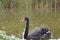 Black swan Cygnus atratus in a little pool