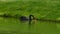 Black swan Cygnus atratus swimming
