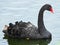 Black Swan, Cygnus atratus, swimming in pond close-up portrait, selective focus, shallow DOF