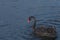 Black swan Cygnus atratus swims in the lake on an autumn day