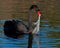 The black swan, Cygnus atratus try to eat plastic pollution