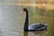 Black swan - Cygnus atratus on water