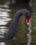 Black Swan in Dawlish