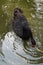 Black swan dipping its head into the lake