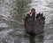 Black swan dwells in New Zealand